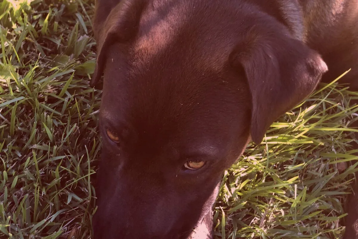 Dog