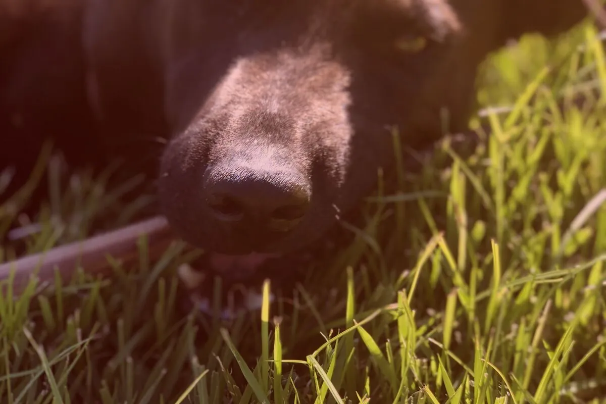 Dog 2